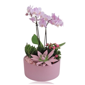 Arrangement Phalaenopsis 2 tak Keramiek schaal Mat Roze 22 cm