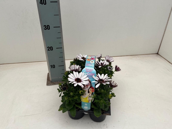 <h4>OSTEO GELATO ALMOND</h4>