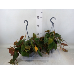Philodendron   ...
