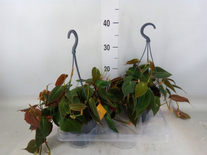 <h4>Philodendron   ...</h4>