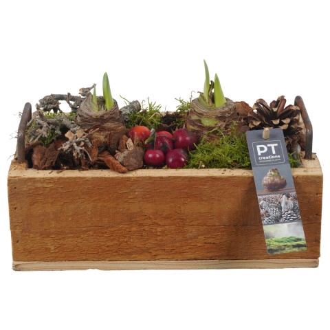 <h4>PTAA7539 Arrangementen Hippeastrum</h4>
