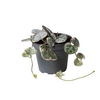Ceropegia Woodii Sup