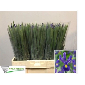 Iris Blue Magic