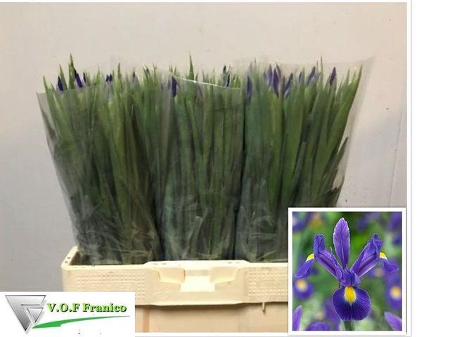 <h4>Iris Blue Magic</h4>