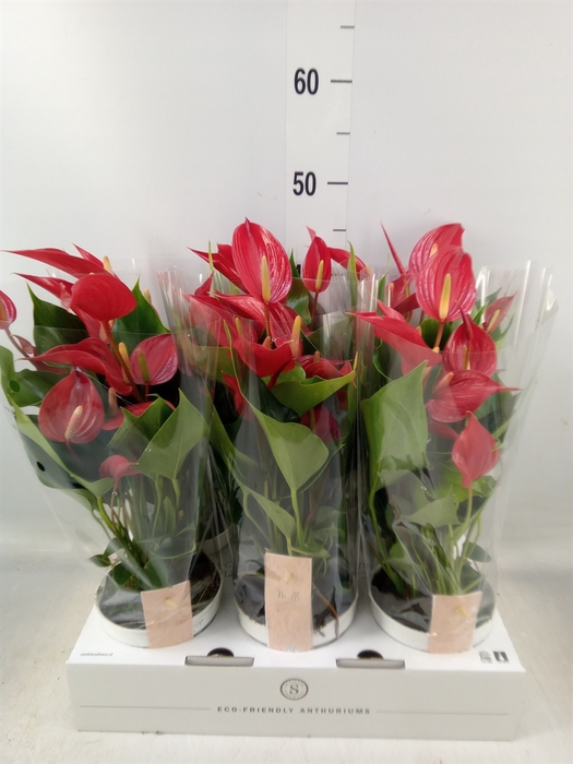 <h4>Anthurium  'Banderola Roja'</h4>