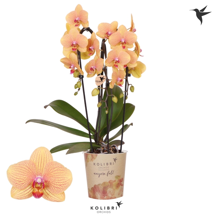 <h4>Kolibri Orchids Phalaenopsis Cascade Niagara Fall Sunny Bunny 3 spike</h4>