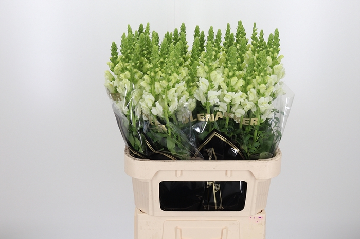 <h4>Antir Poto Ivory White</h4>