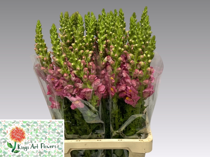 <h4>ANTIR ANTIBES ROSE</h4>