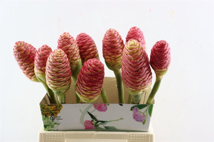 <h4>Zingiber Spec Red</h4>