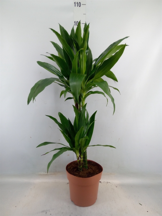 <h4>Dracaena frag. 'Janet Craig'</h4>