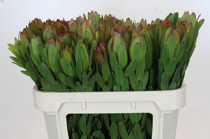 <h4>LEUCAD SAF GOLDSTRIK</h4>