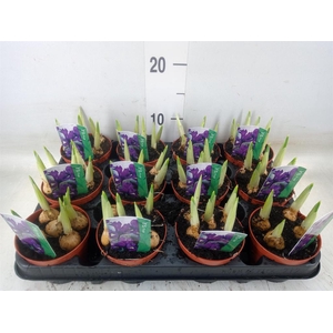 Iris reticulata 'Pixie'