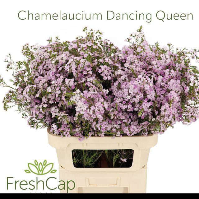 <h4>CHAME UN DANC QUEEN</h4>