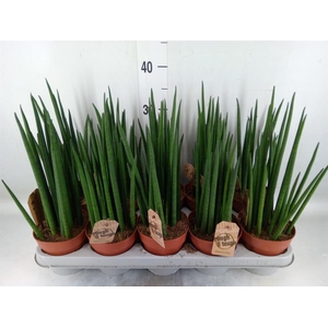 Sansevieria bacularis