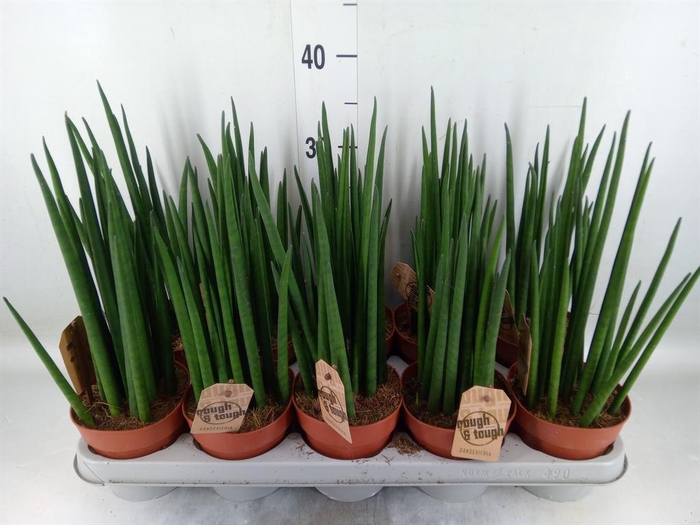 <h4>Sansevieria bacularis</h4>