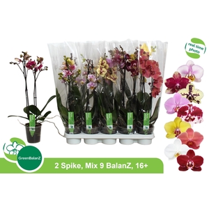PHAL GEM 9 KL
