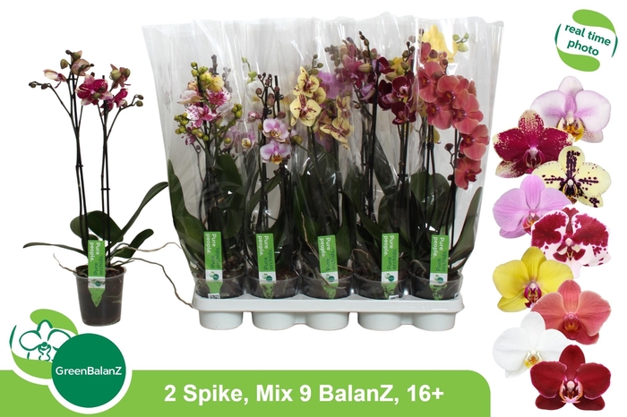 <h4>PHAL GEM 9 KL</h4>