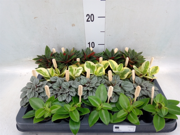 <h4>Peperomia   ...mix</h4>