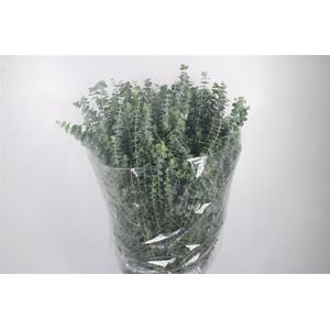 Euc Baby Blue Per Bunch 400 Gram