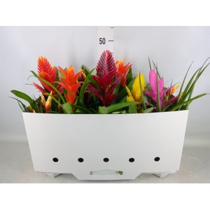 Bromelia   ...mix 10