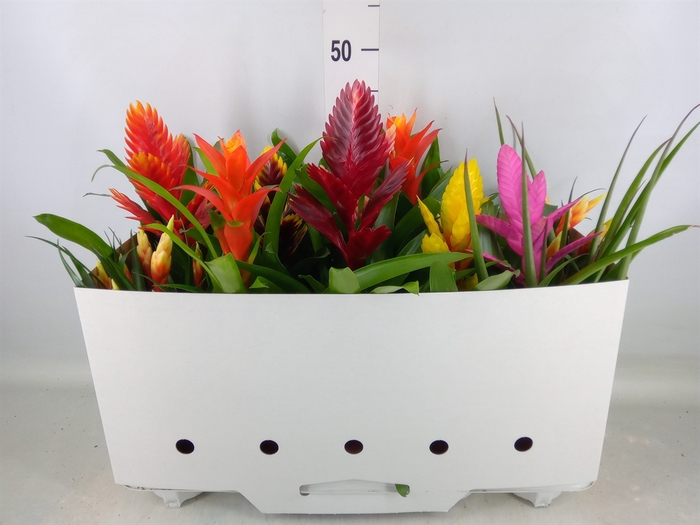 <h4>Bromelia   ...mix 10</h4>