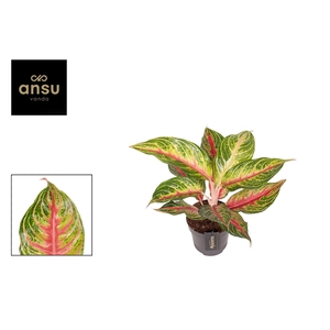 Aglaonema Eyecatcher Red