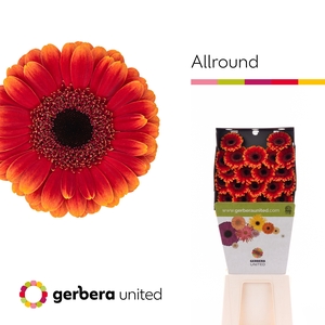 Germini Allround Diamond