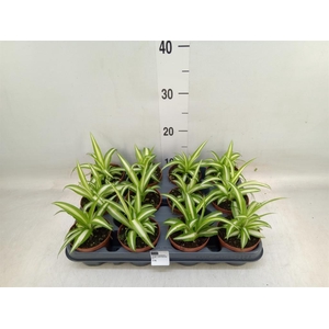 Chlorophytum com. 'Variegatum'