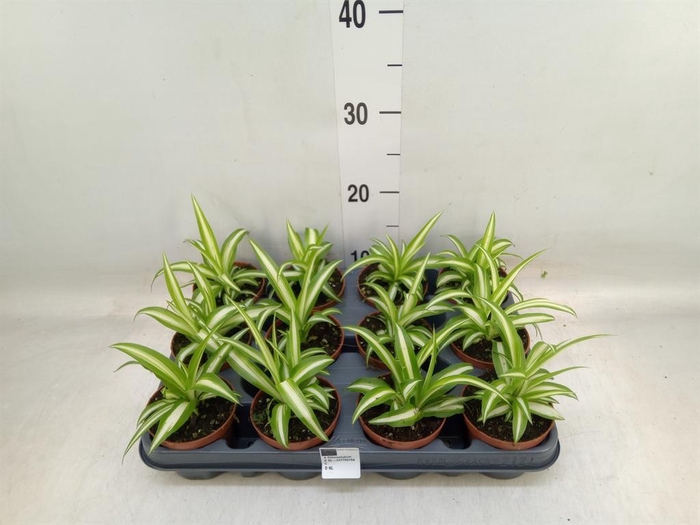<h4>Chlorophytum com. 'Variegatum'</h4>