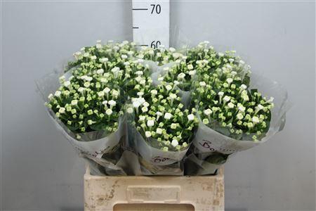 <h4>Bouvardia EN 'White Sensation'</h4>