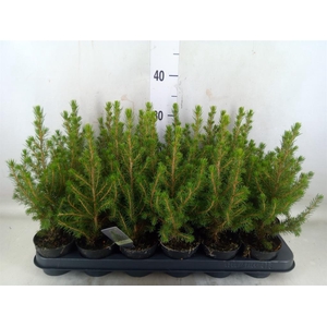 Picea glauca 'Conica'