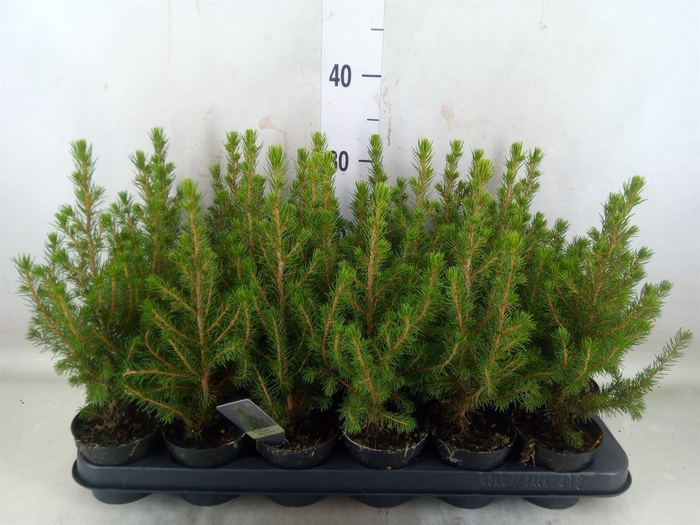 <h4>Picea glauca 'Conica'</h4>