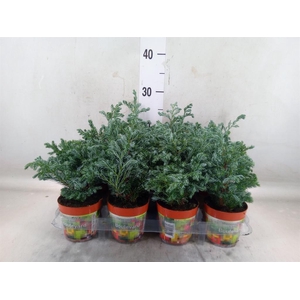 Chamaecyparis pis. 'Boulevard'