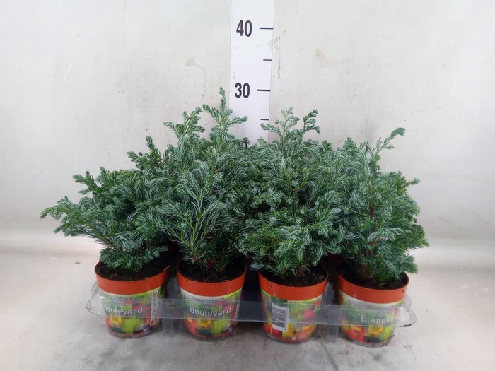 <h4>Chamaecyparis pis. 'Boulevard'</h4>