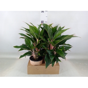 Aglaonema   ...