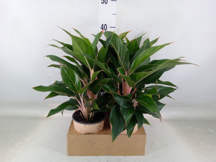 <h4>Aglaonema   ...</h4>