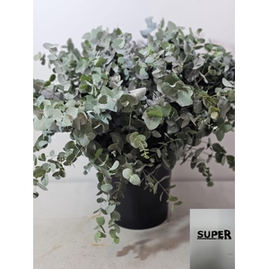 EUC CINEREA PER STEEL SUPER-IT-