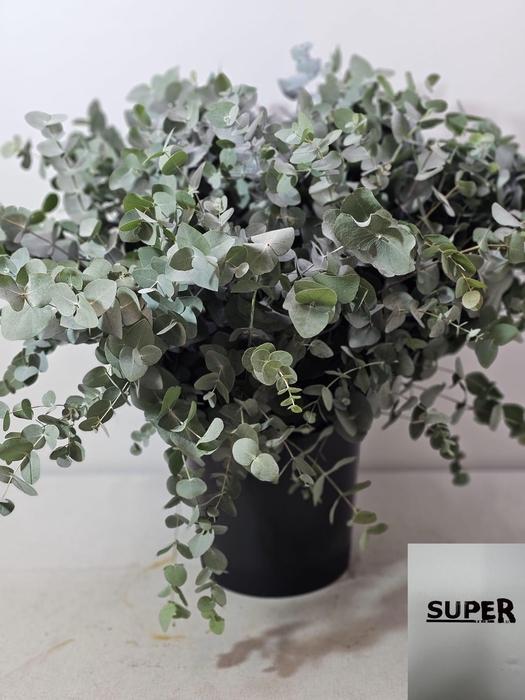 EUC CINEREA PER STEEL VERTAKT-IT-