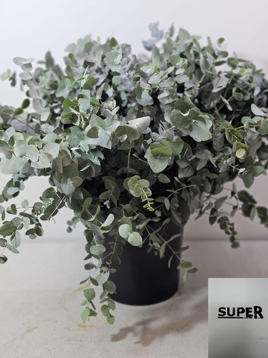 EUC CINEREA PER STEEL SUPER-IT-
