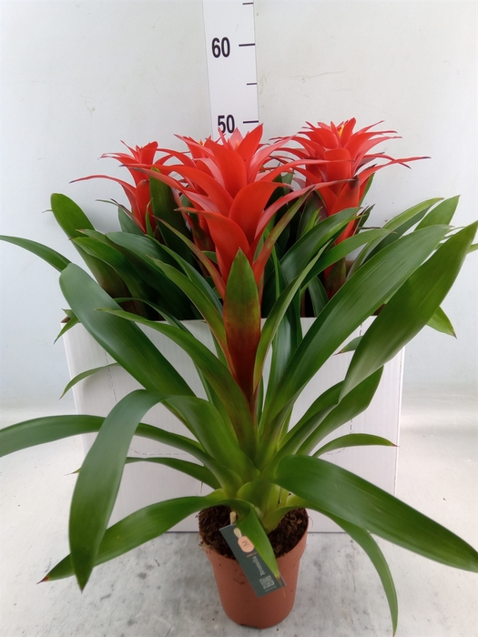 <h4>Guzmania  'Calypso'</h4>