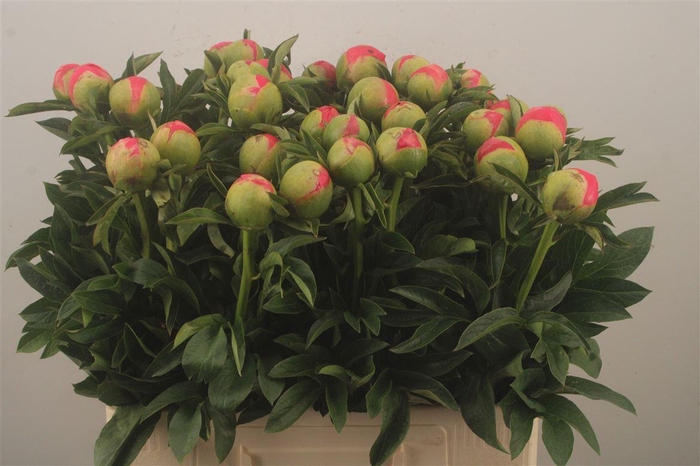 Paeonia L Coral Sunset