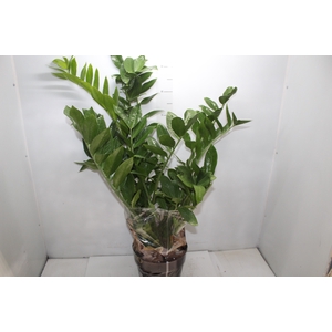ZAMIOCULCAS P24