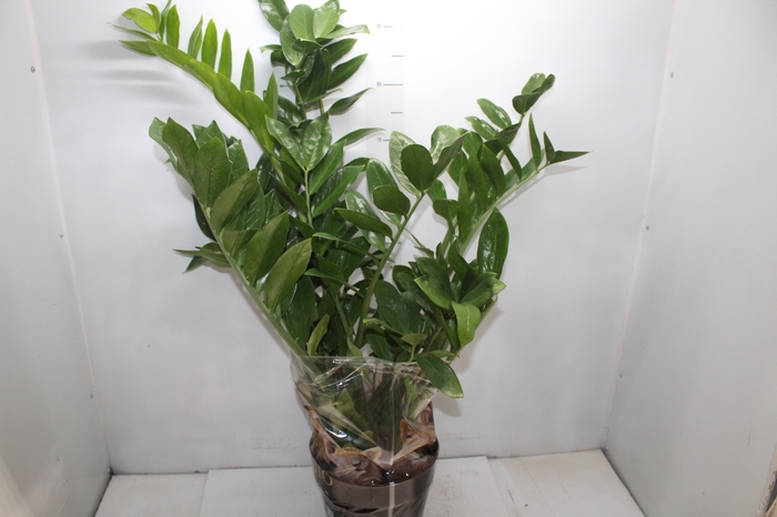 <h4>ZAMIOCULCAS P24</h4>