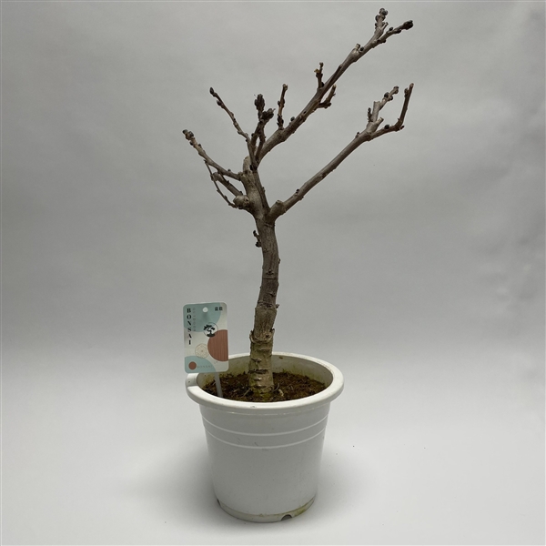 <h4>Wisteria Bonsai 20 cm (herkomst: Japan)</h4>