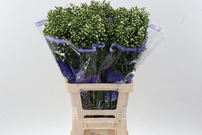 <h4>Ast Astee White</h4>