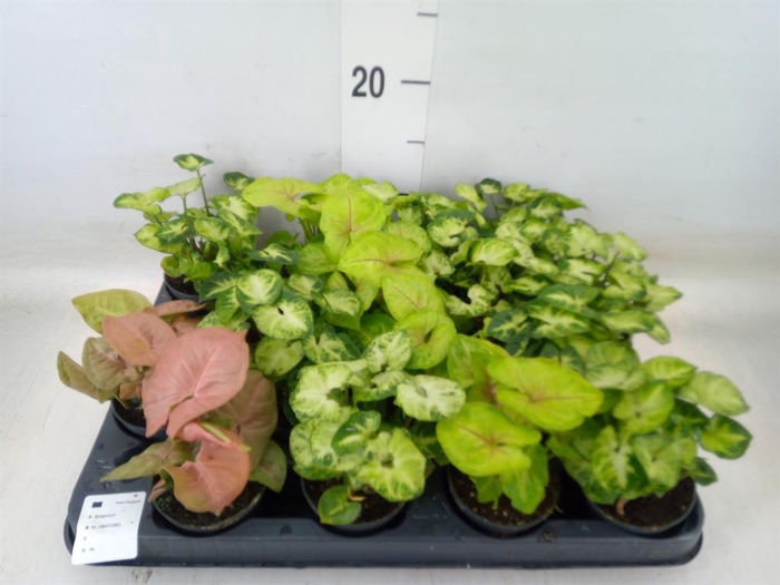 <h4>Syngonium   ...mix</h4>