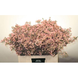 Waxflower L60 Klbh. Roze