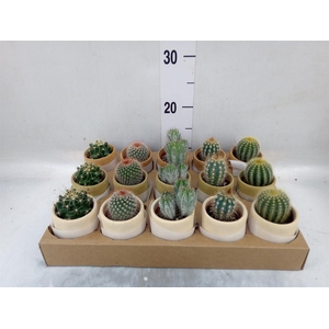 Cactus   ...mix