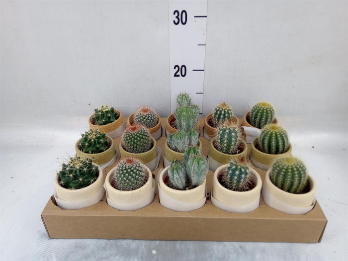 <h4>Cactus   ...mix</h4>