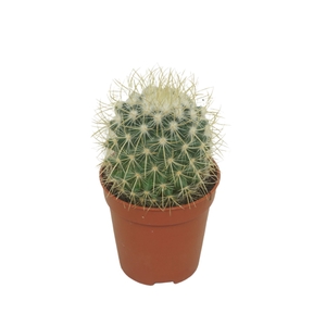 Mammillaria rhodantha subsp. rhodan